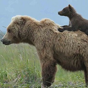 Медвежонок верхом на мамаше